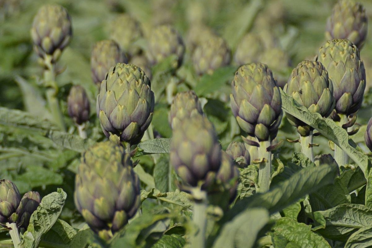 Natuurramp Sicilië: "Rampzalige gevolgen voor het hele gebied"