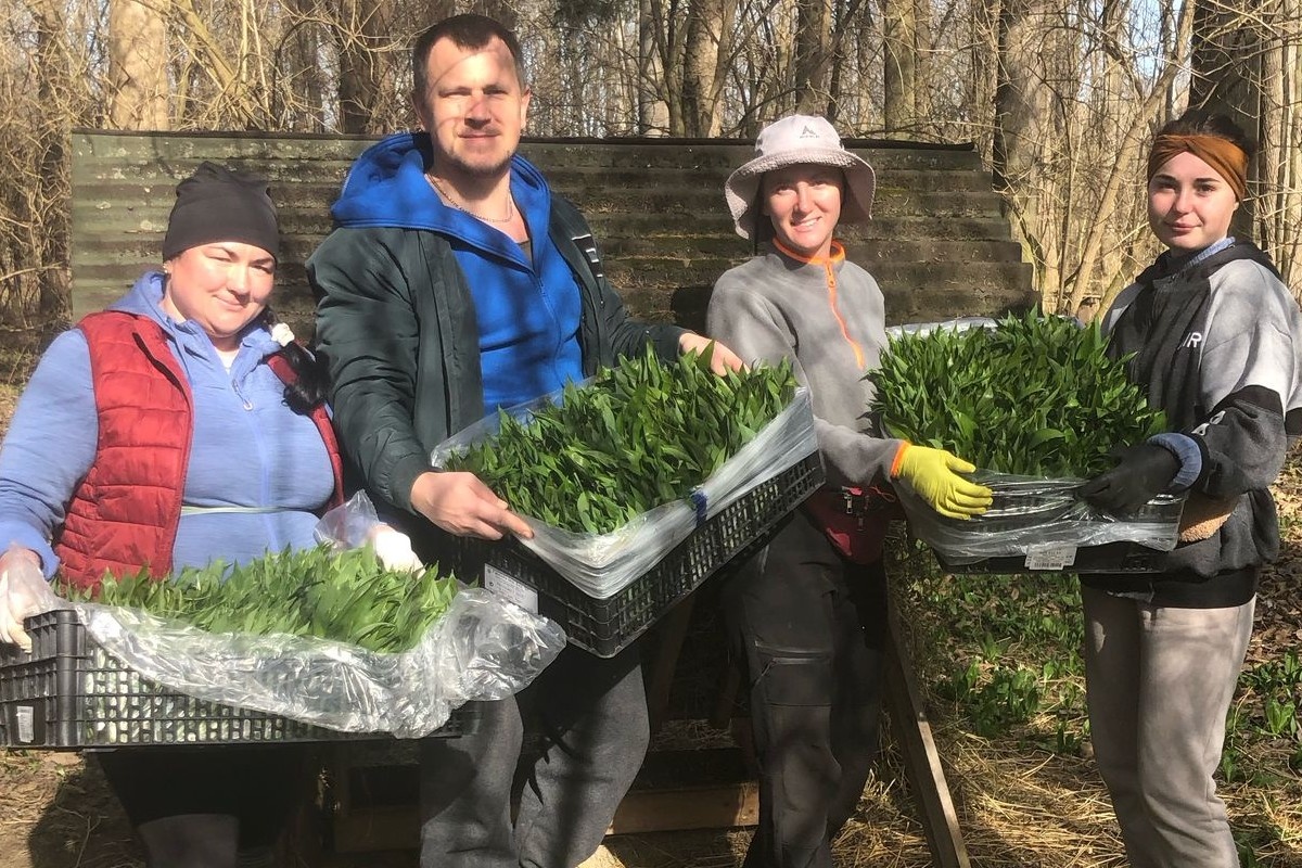 Eerste Oostenrijkse daslook op de markt, volumes iets hoger verwacht