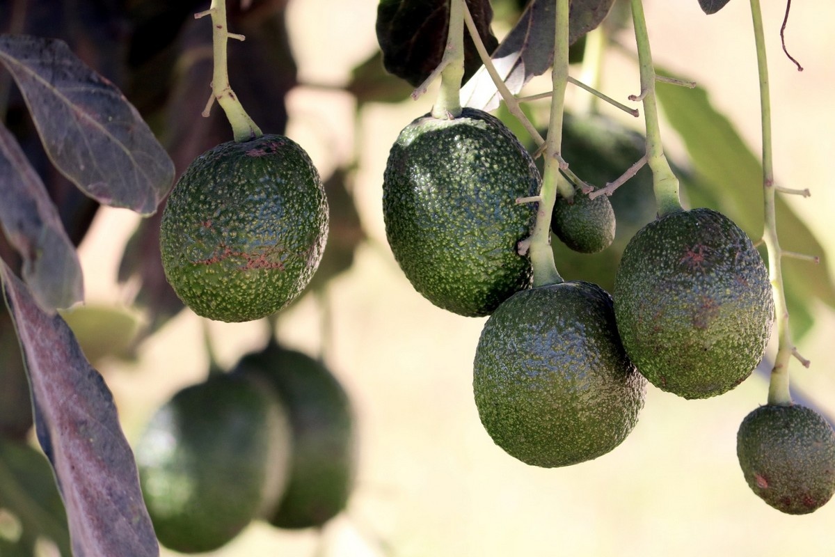 Мексиканские авокадо набирают популярность в Европе