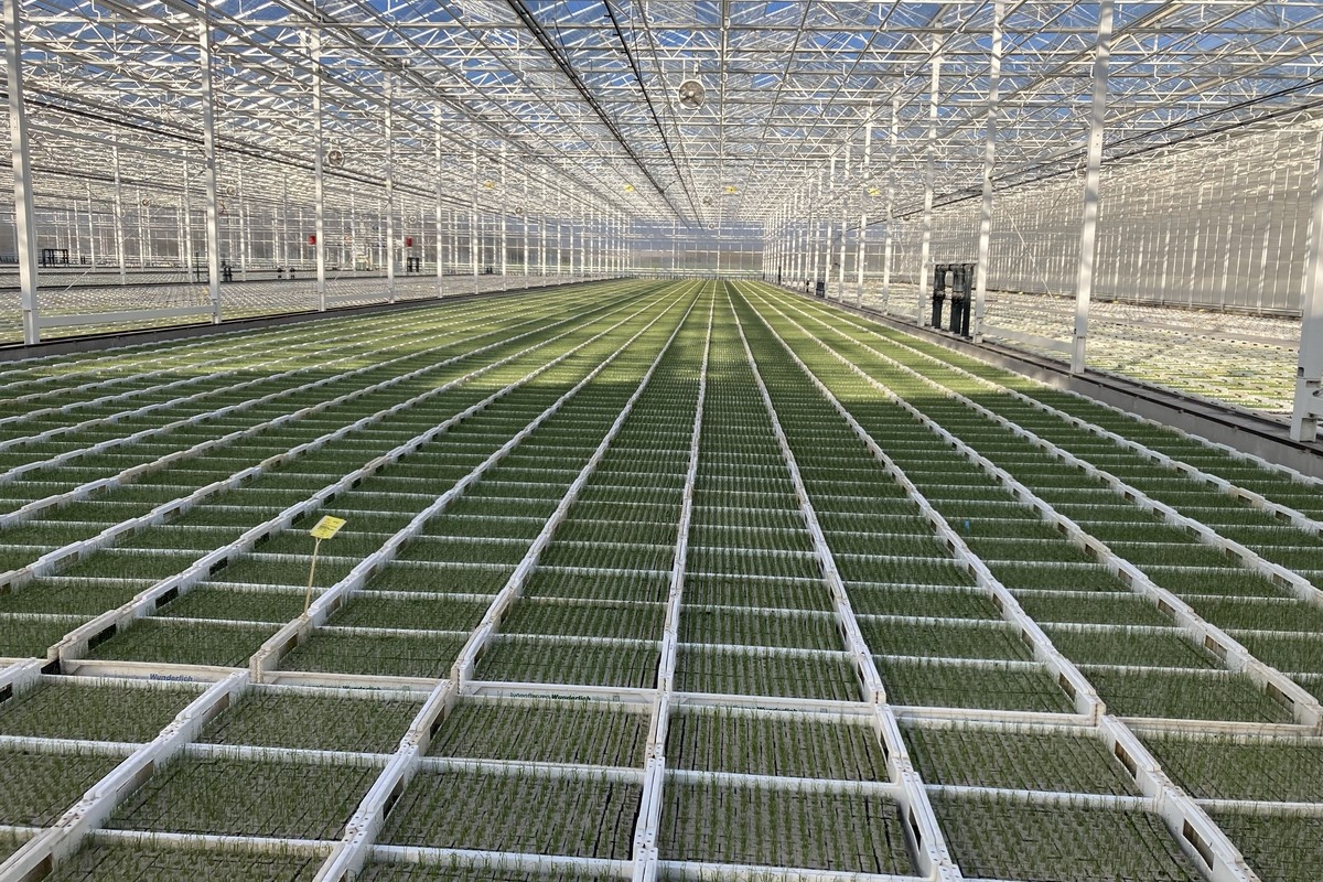 "Ongeveer een kwart meer bestellingen dan vorig jaar"