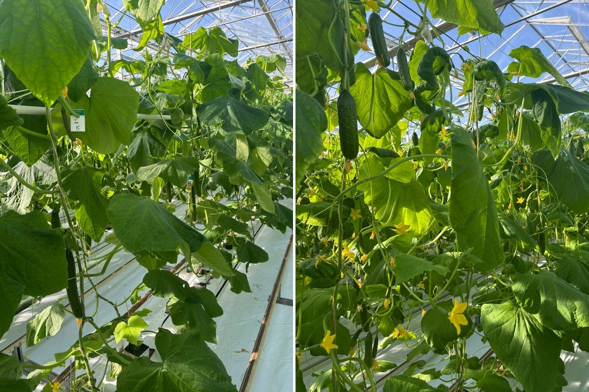 Спрос на региональные баклажаны растёт в Германии