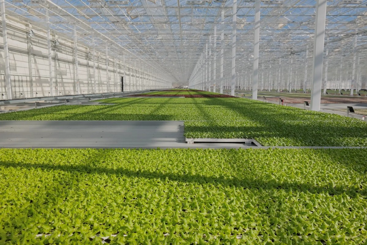 Гидропоника в Германии: проект «Бесконечное лето» для свежих салатов