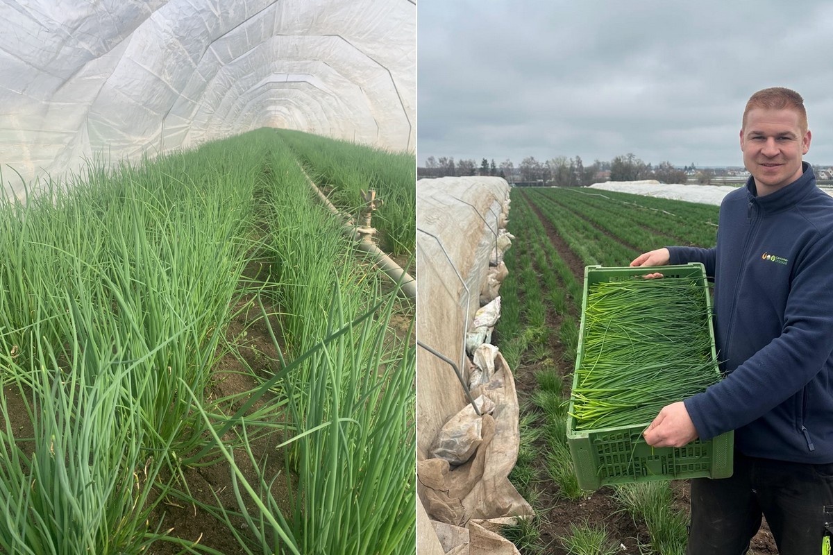 Ранняя зелень: лук-резанец радует урожаем