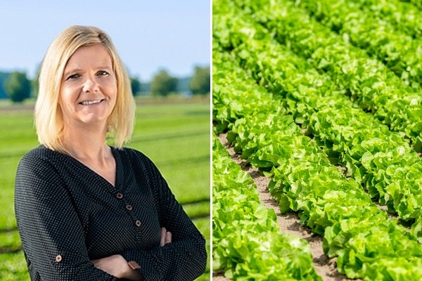 Slow start to the northern German lettuce harvest