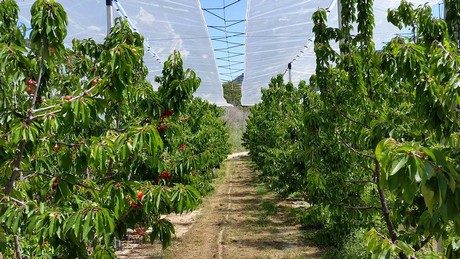 As long as the weather conditions remain favorable, an abundant cherry harvest is expected - Vimarsana News
