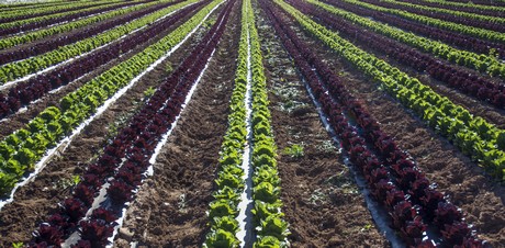 Spanische Bio Landwirtschaft Ist Von Niederlandischer R D Abhangig