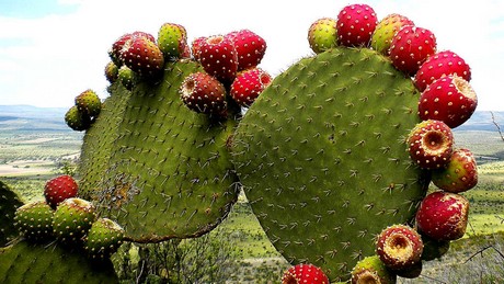 Mexico is the largest producer of prickly pear cactus in the world