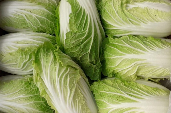 Cabbage chinese Chinese Cabbage