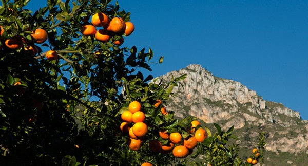 Elimination of first illegal Nadorcott plantations in Portugal