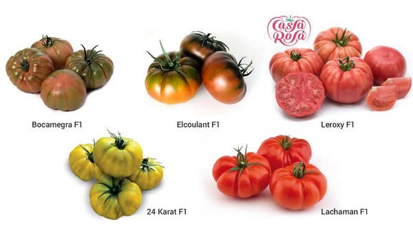 Tomates : ICS propose des variétés adaptées à votre projet