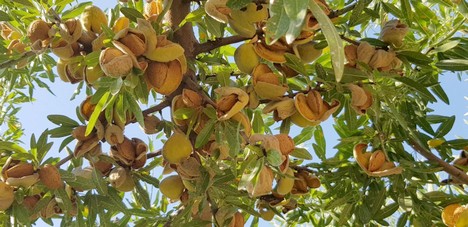 With The 100 Sweet Almond Certification We Guarantee Bitter Almond Free Marketing