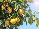 Europe is the world's leading producer of certified quality lemons - Vimarsana News