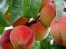 Mendoza producers are concerned about the import of 40,000 cans of peaches from China - Vimarsana News