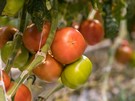 The Government guarantees aid to export Canarian tomatoes and cucumbers to the United Kingdom - Vimarsana News