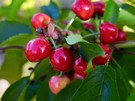 Chile is getting closer to developing its own cherry varieties - Vimarsana News