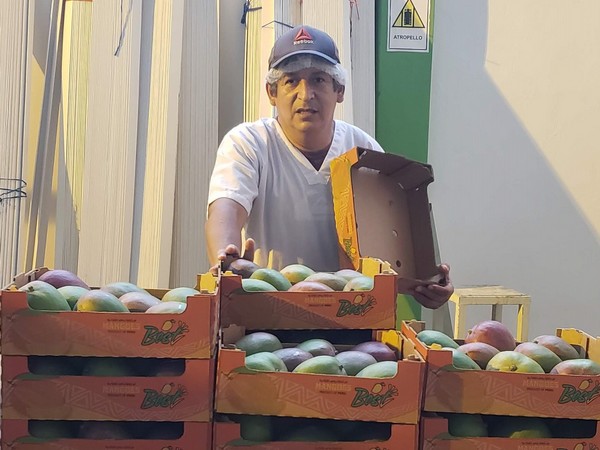 Peru's mango seeks to diversify its markets - Vimarsana News