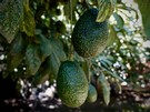 Chinese imports of Chilean avocados fall - Vimarsana News