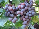 Shading nets reduce water needs of table grapes by up to 25% - Vimarsana News