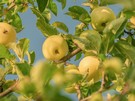The Washington Apple Commission takes the US Golden Delicious and Cripps Pink varieties to Colombia - Vimarsana News