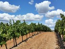 Vinalopó growers uproot 300 hectares of table grapes - Vimarsana News