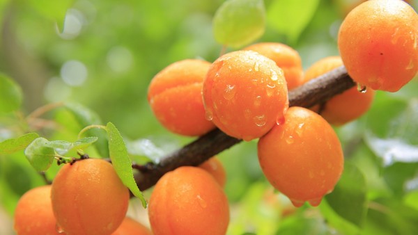 The effects of the intense rains in the Chilean fruit sector are getting worse - Vimarsana News