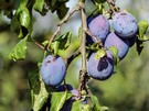 Plums are gaining more and more hectares in Argentina - Vimarsana News