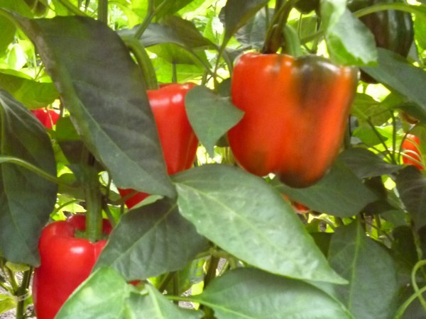 Costa Rica is a potential market for Peruvian paprika - Vimarsana News