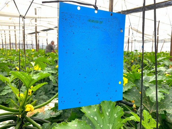 Sticky Blue and Yellow Traps – Grow Organic