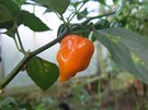habaneRocuba.jpg