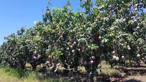 “Shipping avocados in a controlled atmosphere sets us apart from nearly ...