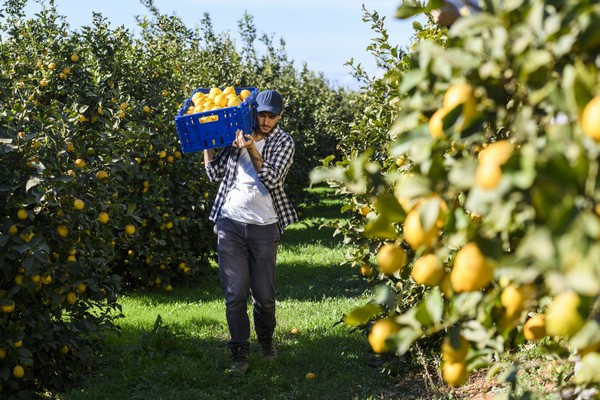 Arranca en España la campaña del limón con la previsión de una caída en la  producción del 23%