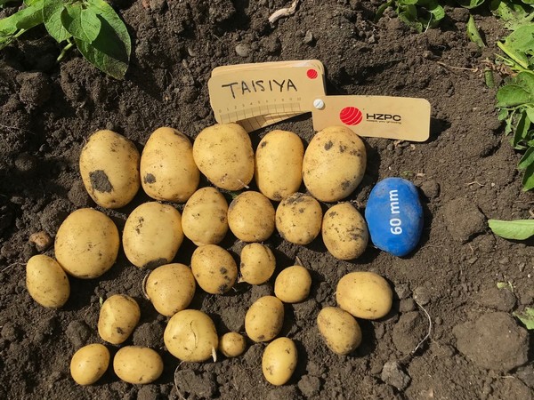 "We expect a reduction in the potato area in Spain this year" - Vimarsana News