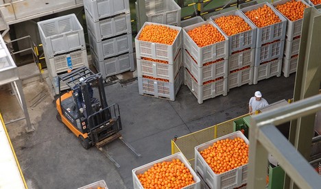 The EU will require cold treatment against the false coddling moth for the import of oranges - Vimarsana News