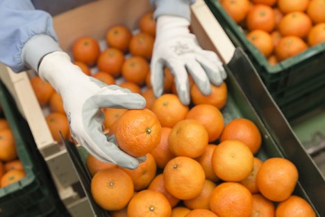 Anecoop launches an ambitious campaign to promote citrus consumption in Spain - Vimarsana News