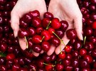 Chile continues to be the largest exporter of cherries driven by sales to China - Vimarsana News