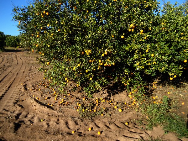 "While in Florida more than 90% of orange trees are already infected with HLB, in São Paulo it is only 22%" - Vimarsana News