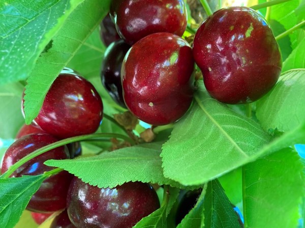 "The development of cherry cultivation in Peru is still in its infancy, but the new genetics are very encouraging" - Vimarsana News