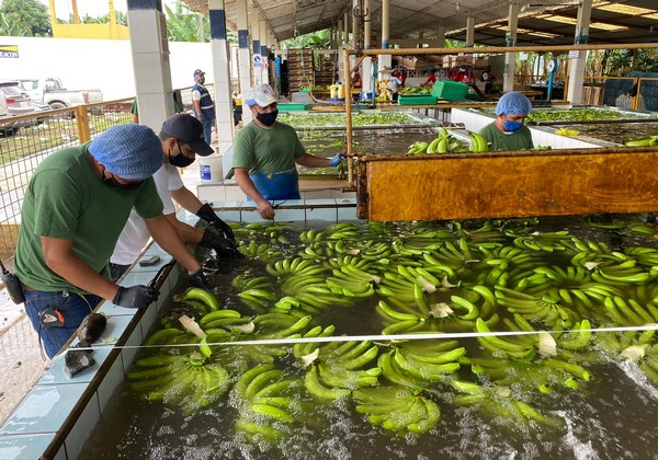 "I am sure that other European supermarkets are going to imitate the improved banana sourcing policy announced by Aldi" - Vimarsana News