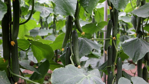 Bastian黄瓜适合8月和9月的第一周及春季进行移栽