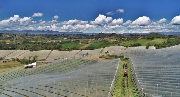 "Colombia stands out from other competing countries in its ability to produce all year round" - Vimarsana News