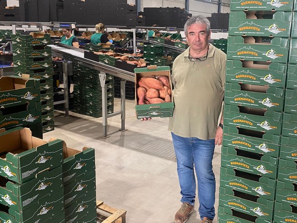 "This season there will be far fewer sweet potatoes on the market" - Vimarsana News