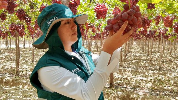 Peru plans to export more than 600,000 tons of grapes in the 2022-2023 campaign - Vimarsana News