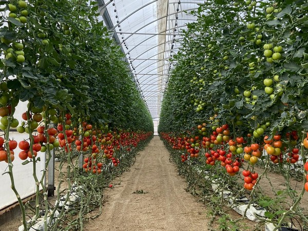 New fruit and veg freezing plant inaugurated in Almeria