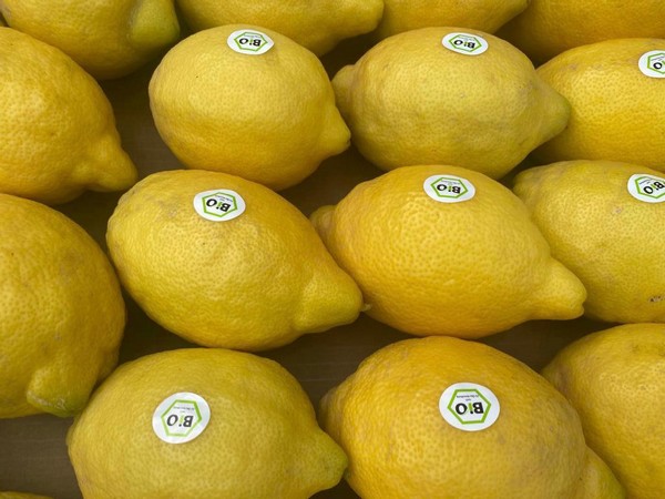 parlement Mens rijk Prijzen bio-citroen in Perpignan, de maatstaf voor heel Europa, zijn  momenteel dalende"