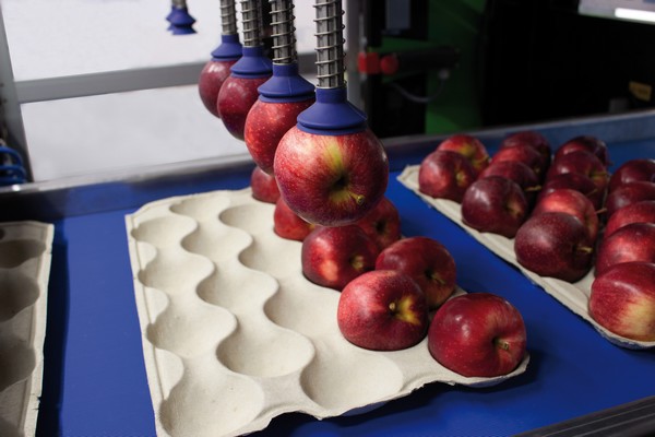 New developments in robotic packaging at Fruit Logistica - Vimarsana News