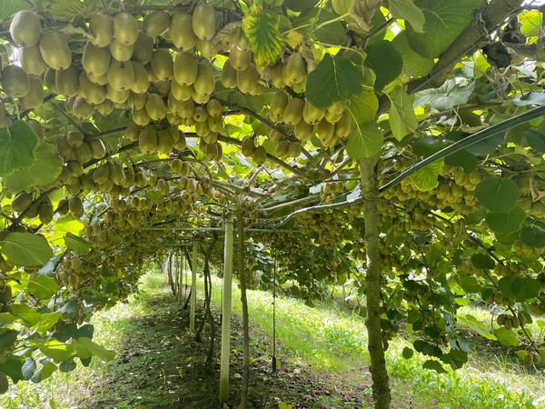 Aanbod Gele Kiwi'S Nog Altijd Kleiner Dan Vraag