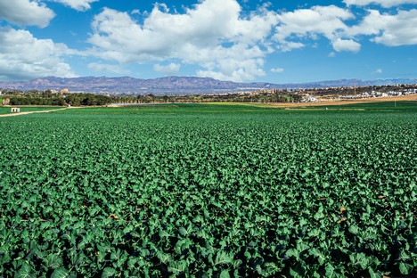 "Some products, such as iceberg lettuce, have continued to be in demand despite the high price" - Vimarsana News