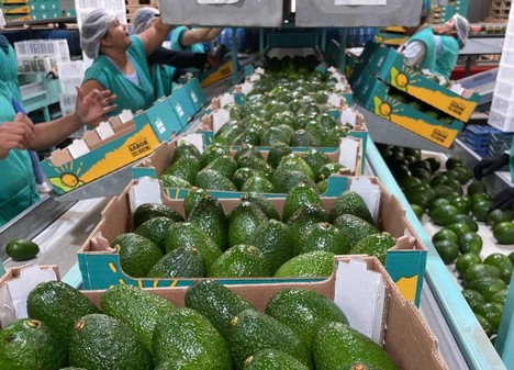 "Last week we received the first avocados from Peru. We expect to bring 30% more avocado from this origin" - Vimarsana News