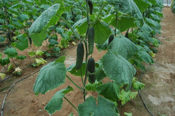 Critical situation for Almeria's aubergine, cucumber, and zucchini - Vimarsana News