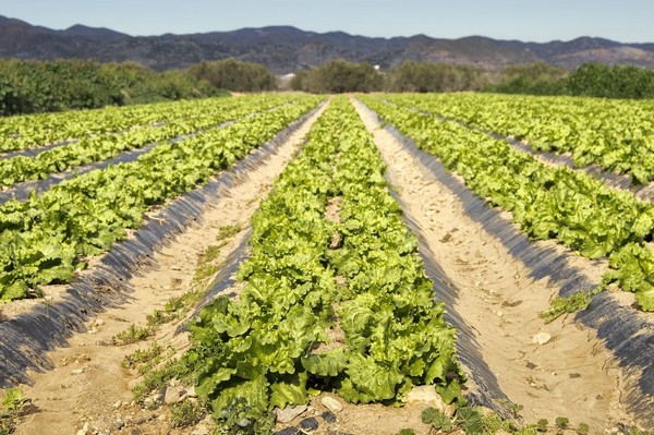 Guanajuato is the leading producer of Mexican lettuce - Vimarsana News